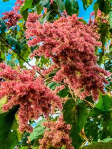 Jangada Brava Heliocarpus Americanus Oficina Do Paisagista Maior