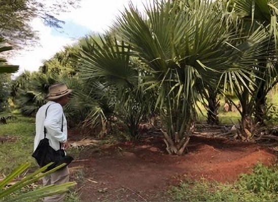 Venda de plantas SABAL MINOR (SABAL ANÃO)