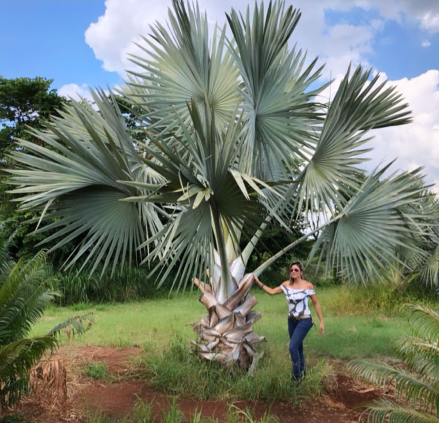 PALMEIRA AZUL (BISMARCKIA NOBILIS) venda de árvores adultas, Oficina do Paisagista Maior viveiro de árvores do Brasil