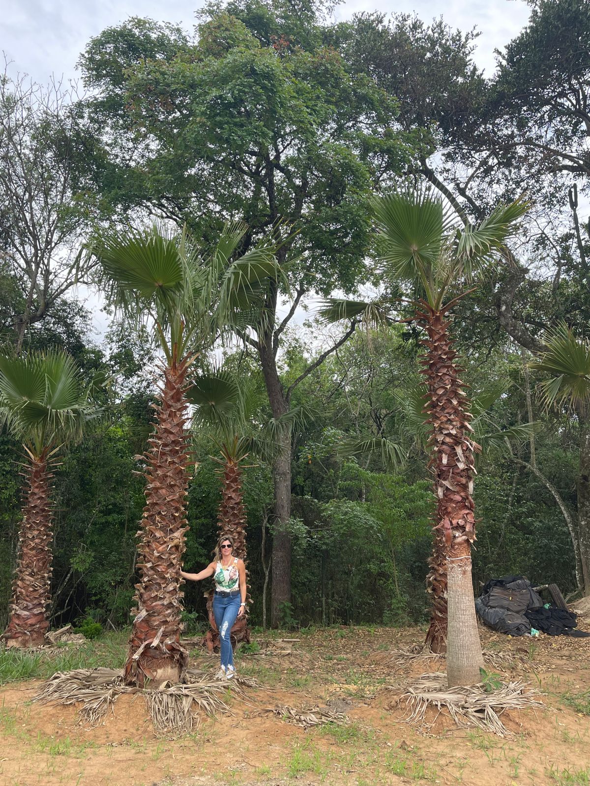 PALMEIRA DE SAIA (WASHINGTONIA FILIFERA) Palmeira de Saia da Califórnia Venda de árvores adultas