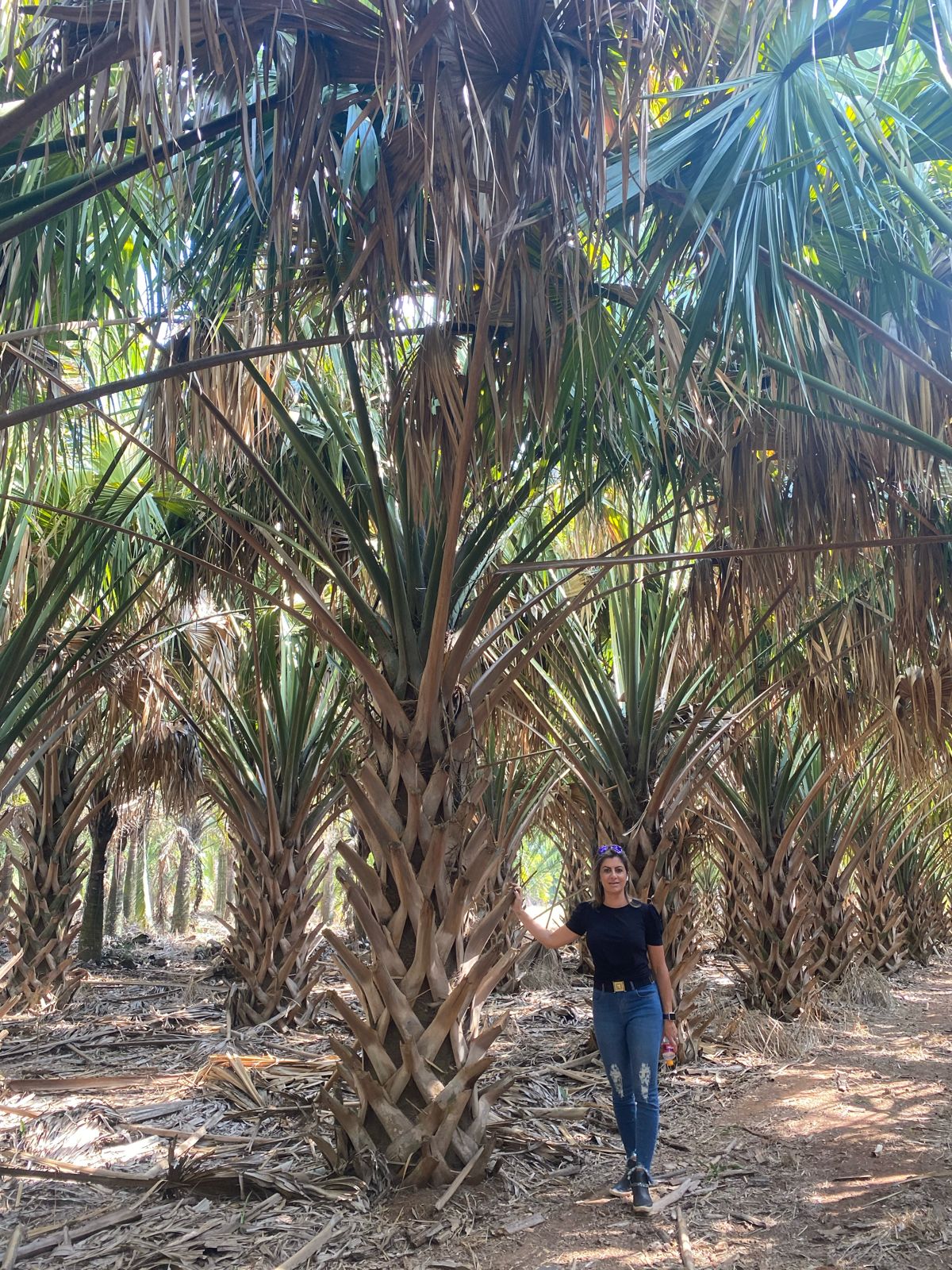 SABAL MEXICANA (SABAL DO MÉXICO) Oficina do paisagista, maior viveiro de árvores do Brasil 6 (2)