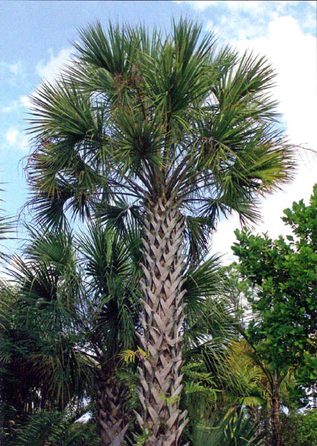 SABAL PALMETTO (SABAL DA FLÓRIDA) venda de plameiras e árvores adultas