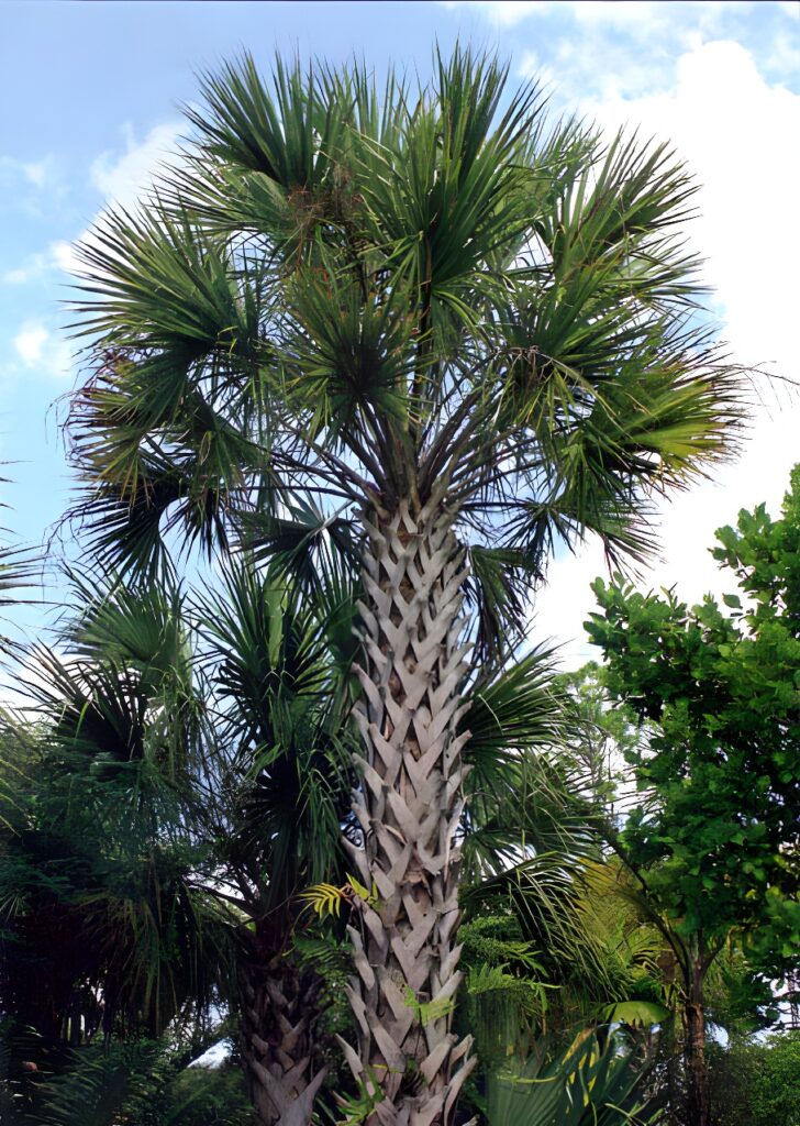 SABAL PALMETTO (SABAL DA FLÓRIDA) Oficina do Paisagista Venda de palmeiras e árvores adultas para paisagismo 