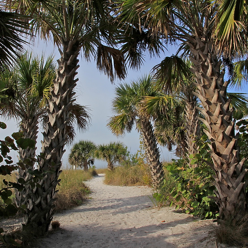 SABAL PALMETTO (SABAL DA FLÓRIDA) venda de plameiras e árvores adultas Oficina do Paisagista