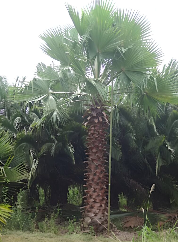 WASHINGTONIA ROBUSTA BRAHEA FILAMENTOSA PALMEIRA DE LEQUE MEXICANA