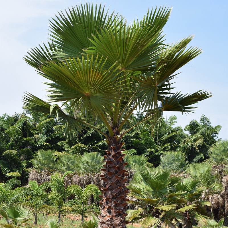 WASHINGTONIA ROBUSTA, 2 BRAHEA FILAMENTOSA